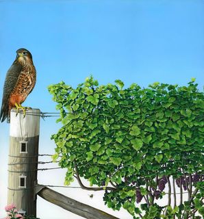 A Watchful Eye 569mmx538mm $4,000 SOLD